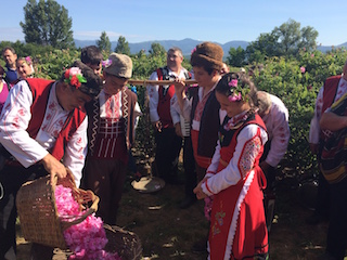 Mayo - junio 2024 La rosa damascena en Bulgria 