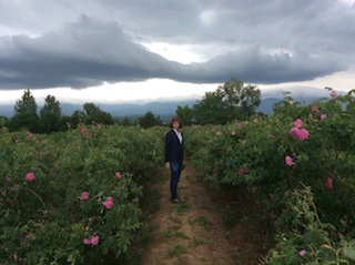 Maig - Juny  2025. La rosa damascena a Bulgria 