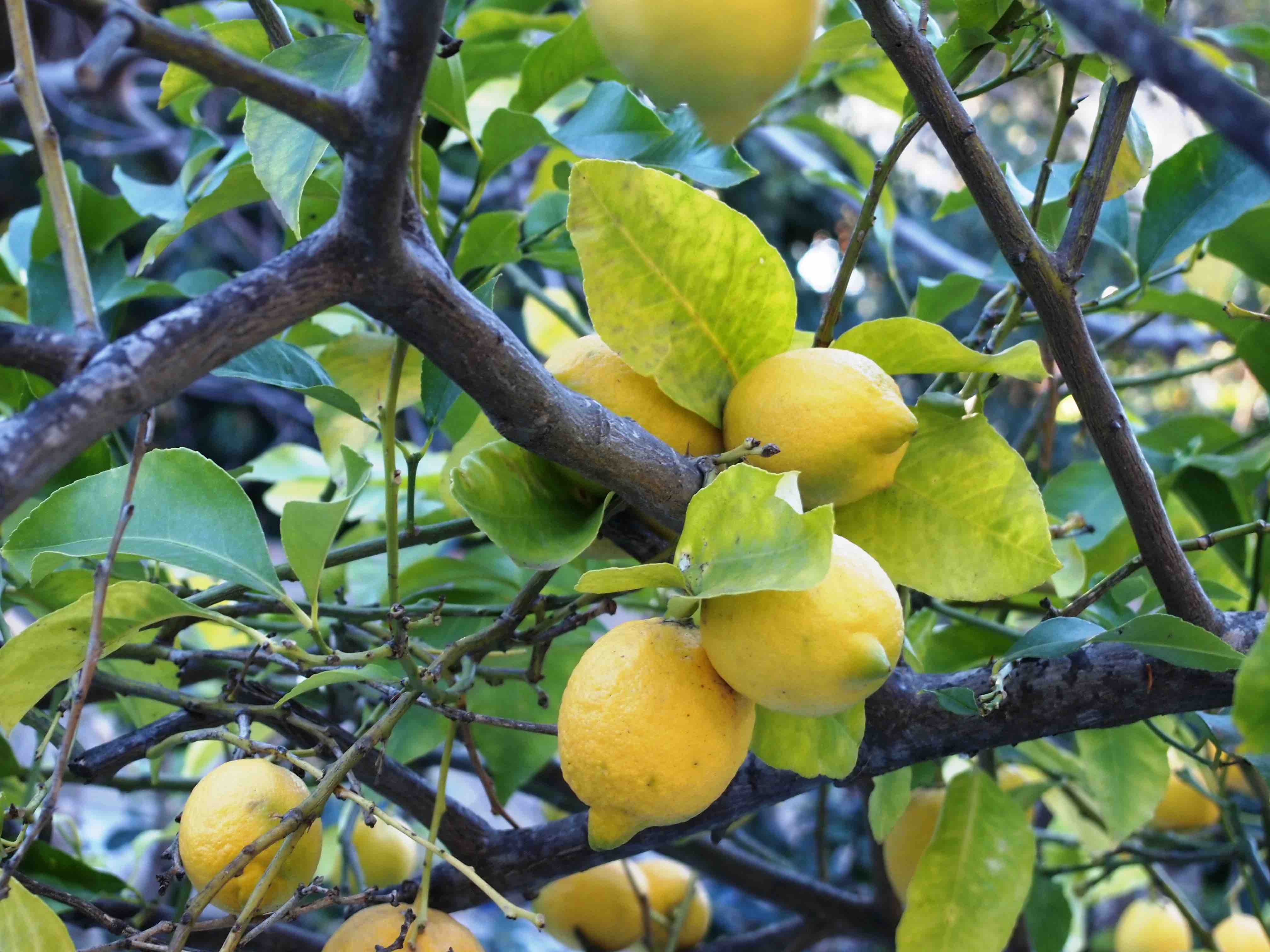 GENER 2025 Usos medicinals i culinaris de les plantes que tenim al hivern en el nostre entorn 