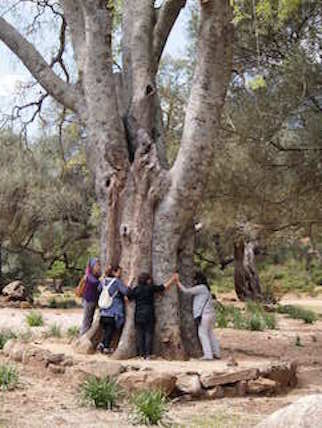 MAR 2024 Primavera  en Cerdea Usos medicinales, culinarios y decorativos de las plantas de la isla 