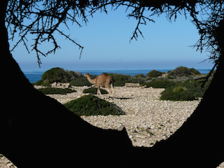 SETEMBRE 2024 El arbol del argn en Marruecos 