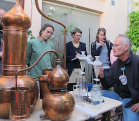 NOVEMBRE 2024  Destil.laci de murtra (Myrtus communis). Usos medicinals i culinaris de la murtra 