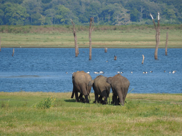 ENERO-FEBRERO 2025   Sri Lanka.  La Isla del t, de las especies y de los nenfares 