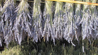 AGOSTO 2025 -  Plantas aromticas y cosmtica natural