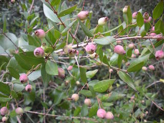 NOVIEMBRE  2022 Destilacin de mirto (myrtus communis). Usos medicinales y culinarios del mirto.