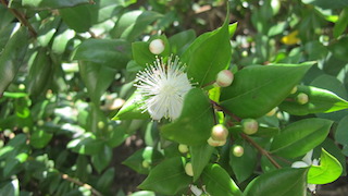 NOVIEMBRE  2022 Destilacin de mirto (myrtus communis). Usos medicinales y culinarios del mirto.