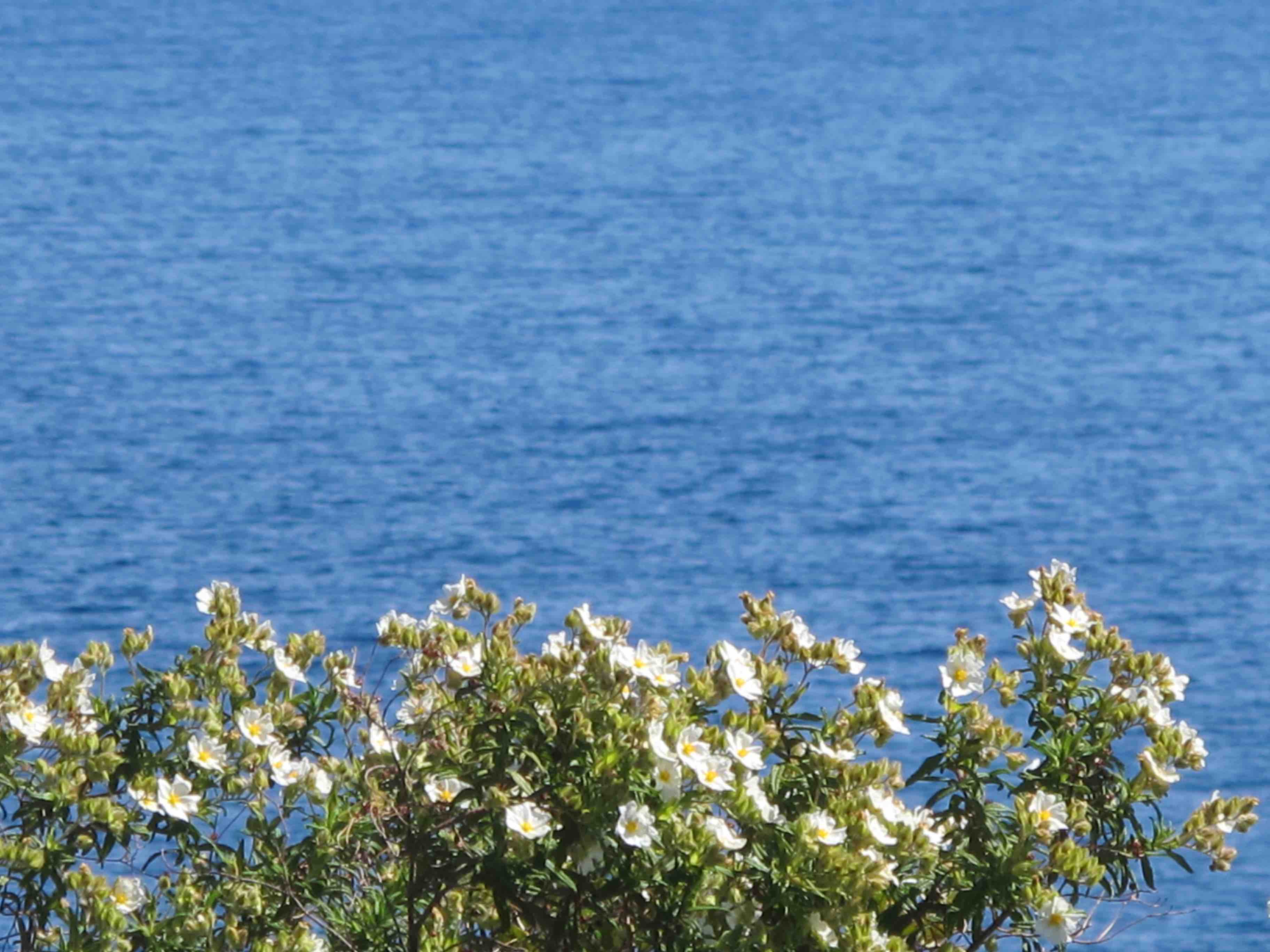ABRIL 2024 Primavera  a l'illa de Sardenya. Usos medicinals, culinaris i decoratius de les plantes de l'illa