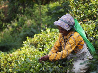 ENERO-FEBRERO 2023   Sri Lanka.  La Isla del té, de las especies y de los nenúfares 