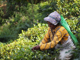 GENER-FEBRER 2025  Sri Lanka. L'illa del te, de les espcies i de les nimfes