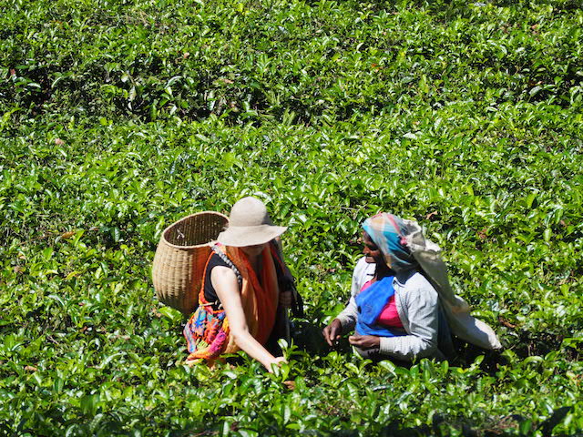 ENERO-FEBRERO 2025   Sri Lanka.  La Isla del t, de las especies y de los nenfares 