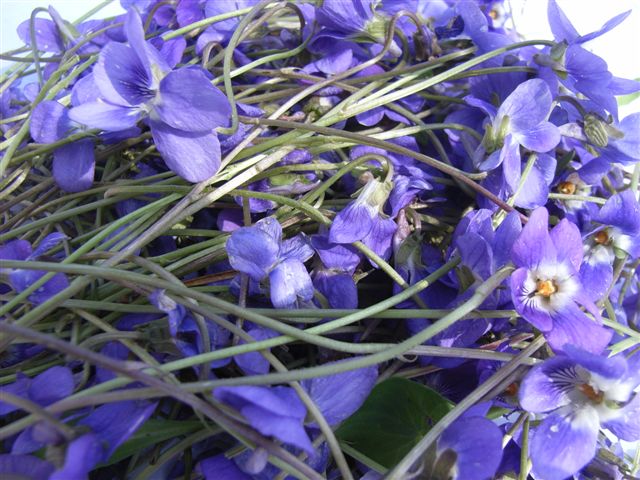 MARZO 2026  Usos medicinales, culinarios y decorativos de la violeta