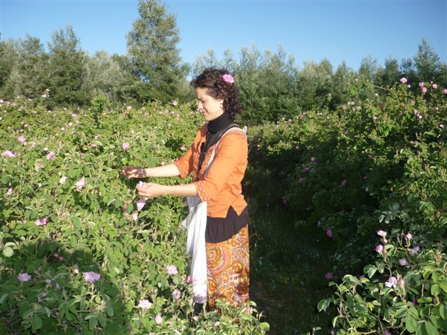 ABRIL MAYO 2012- Inmersi�n al mundo de la Rosa Damascena