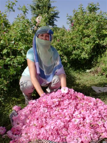 ABRIL MAYO 2012- Inmersi�n al mundo de la Rosa Damascena