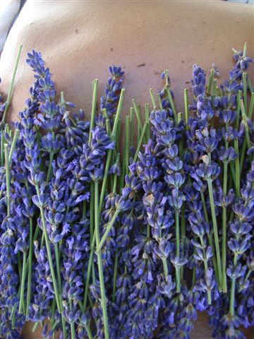 JULIO 2025 Inmersin al mundo de la Lavanda