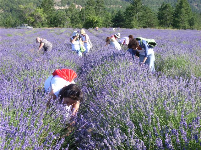 JULIO 2025 Inmersin al mundo de la Lavanda