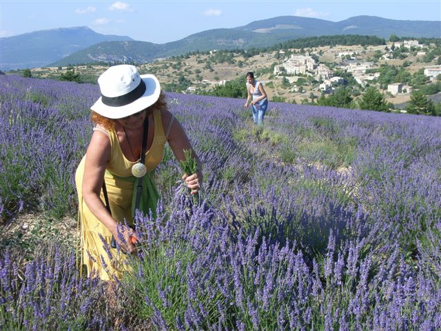 JULIO 2024 Inmersin al mundo de la Lavanda