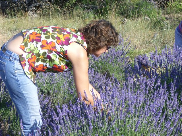 JULIO 2025 Inmersin al mundo de la Lavanda