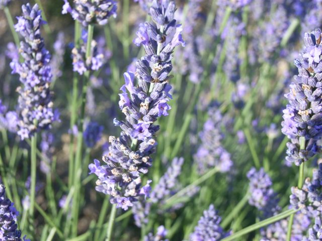 JULIO 2025 Inmersin al mundo de la Lavanda