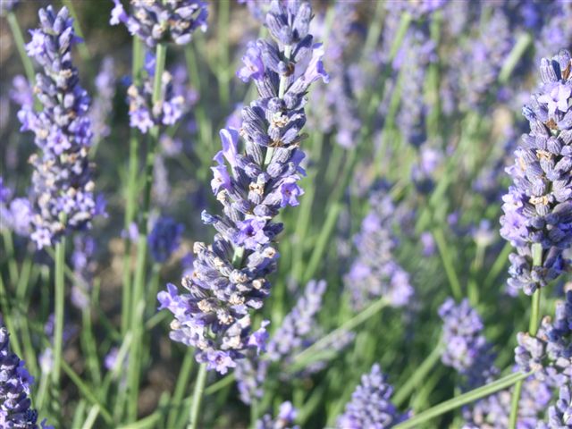 JULIO 2024 Inmersin al mundo de la Lavanda