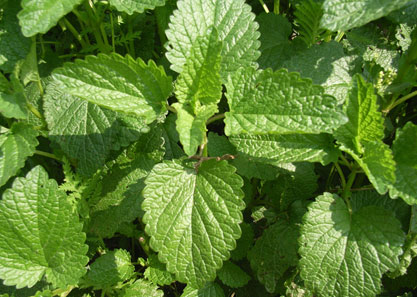 1.- Jugamos con los olores de las plantas