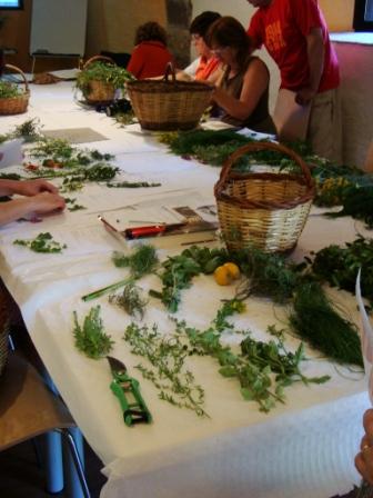 FEBRER 2022 Passeig sensitiu pel bosc. Connexi amb el bosc a traves dels sentits