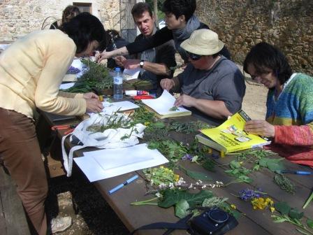 ABRIL 2024 Usos medicinales y  culinarios  de les plantas  de nuestro entorno durante la primavera 