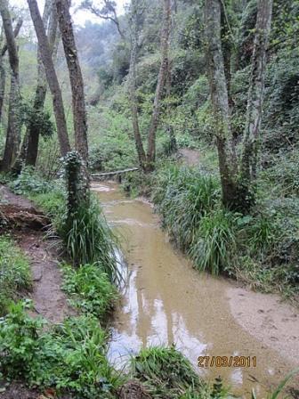 ABRIL 2024 - Usos medicinals i culinaris de les plantes del nostre entorn 