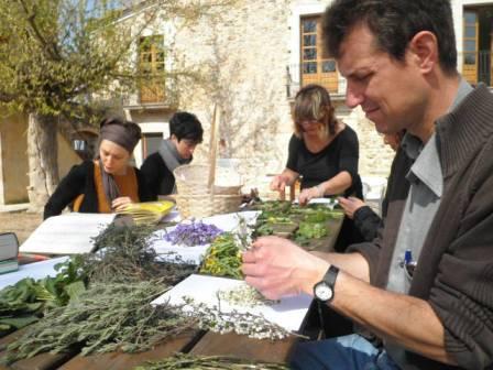 ABRIL 2024 Usos medicinales y  culinarios  de les plantas  de nuestro entorno durante la primavera 