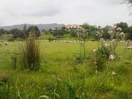 ABRIL 2026 Primavera  en Cerdea Usos medicinales, culinarios y decorativos de las plantas de la isla 